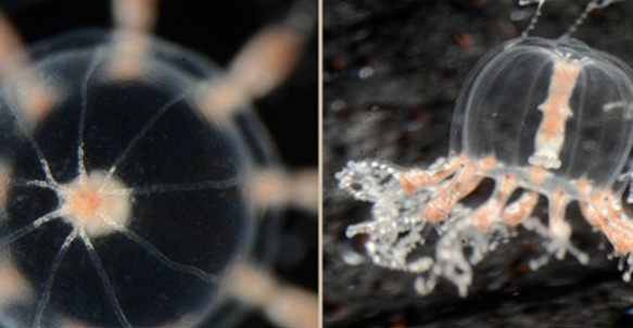 Loài vật 'ngoài hành tinh' bé bằng móng tay người, có khả năng tự mọc xúc tu chỉ sau 3 ngày bị cắt cụt