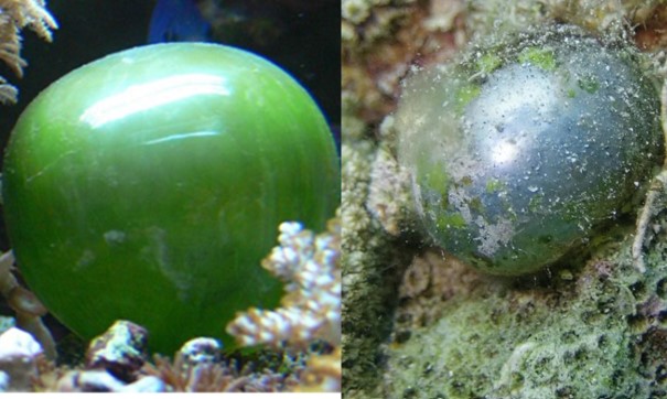 Loài sinh vật đơn bào lớn nhất thế giới: Y hệt nhãn cầu mắt người, 'sinh sôi nảy nở' liên tục khi bị vỡ