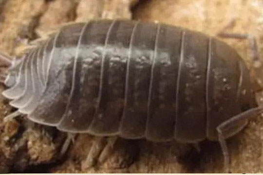 Nhiều người không thích những con bọ nhỏ thường gặp trong các vết nứt gạch ở vùng nông thôn này, thực tế nó có rất nhiều lợi ích