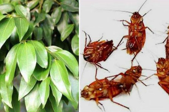 Chỉ cần đặt một chiếc lá ở nhà, tất cả gián sẽ biến mất trong một đêm, tiết kiệm tiền và bảo vệ môi trường, tôi hối tiếc vì không biết sớm hơn