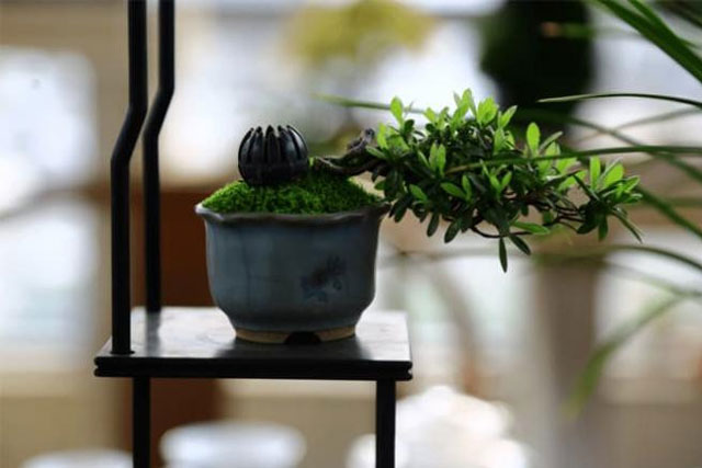 Nếu ở nhà xuất hiện những dấu hiệu này, xin chúc mừng bạn đã ở trong mảnh đất có kho báu phong thủy