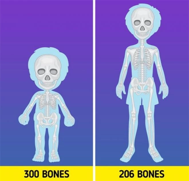 cơ thể con người 6