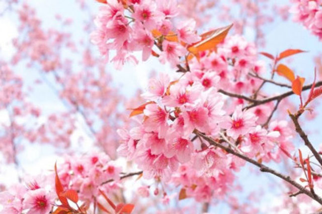 Tử vi hàng ngày - Thứ Sáu 5/1/2024 của 12 cung hoàng đạo