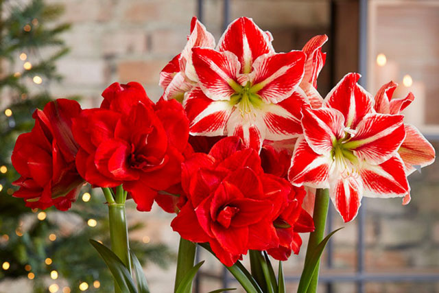 5 cây phong thuỷ chẳng 'sợ' mùa đông, hoa nở đỏ rực đến Tết, người mệnh Hoả nên trồng để vượng khí tràn trề