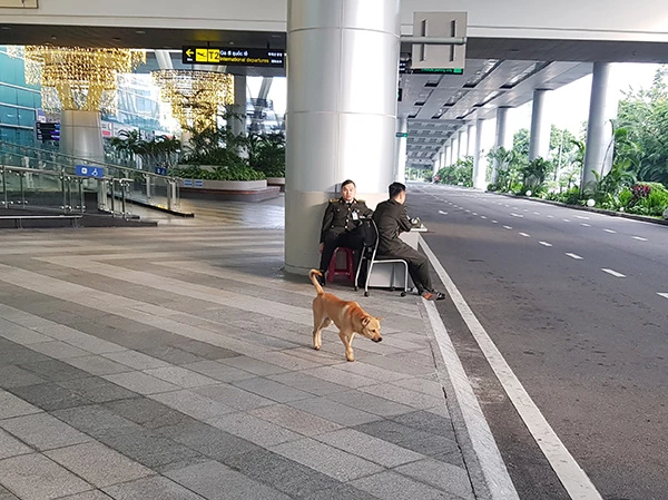 Chó không rọ mõm, thả chạy rông trong khu vực nhà ga quốc tế sân bay Đà Nẵng sáng 1/1/2024.