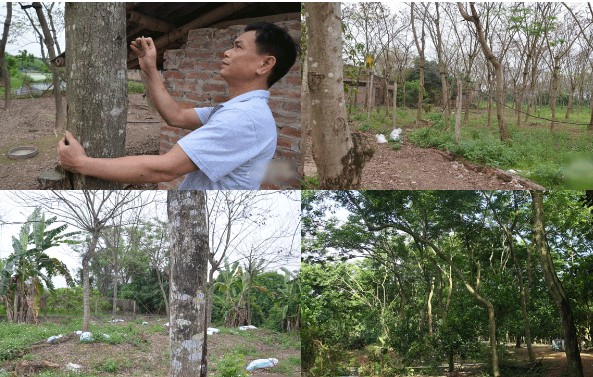 Hai anh em ở Hưng Yên có hơn 1000 gốc cây giá đắt hơn vàng: Từng được săn lùng ráo riết với giá 2,3 tỷ/kg