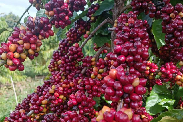 Giá nông sản ngày 5/1/2024: Cà phê và hồ tiêu đồng loạt tăng