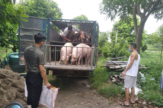 Giá heo hơi hôm nay 5/1/2024: Giảm nhẹ tại một số địa phương