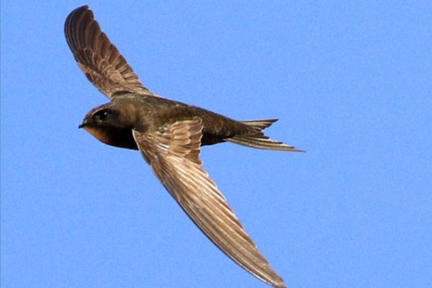 Loài chim có thể bay hơn 830 km mỗi ngày, ăn uống và giao phối ngay trên không trung