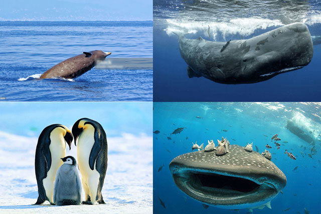 Top 5 động vật lặn sâu nhất thế giới: Loài lặn ở độ sâu lớn nhất đạt gần 3.000m trong gần 4 tiếng