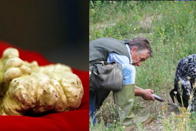 Cây nấm được coi như ‘kim cương’ trong ẩm thực, có giá hơn 4000 USD và được săn lùng khắp thế giới