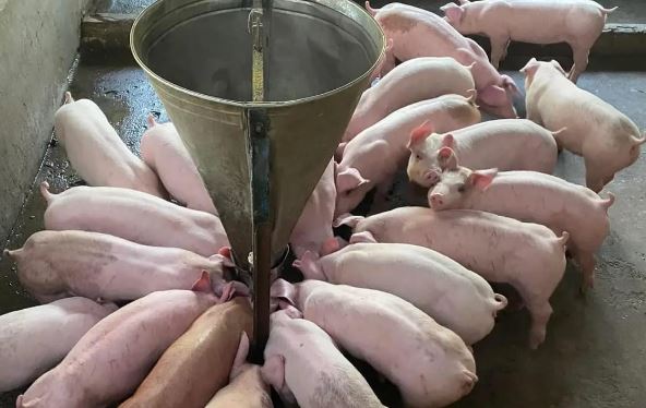 Giá heo hơi hôm nay 6/1/2024: Miền Bắc có giá cao nhất cả nước