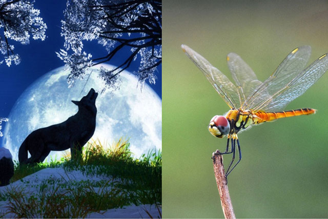 Không phải sư tử, rắn như mọi người lầm tưởng, đây mới là loài động vật săn mồi giỏi nhất thế giới