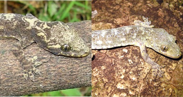 Loài động vật quý hiếm cả thế giới chỉ Việt Nam có, giới khoa học nỗ lực tìm mọi cách để bảo tồn