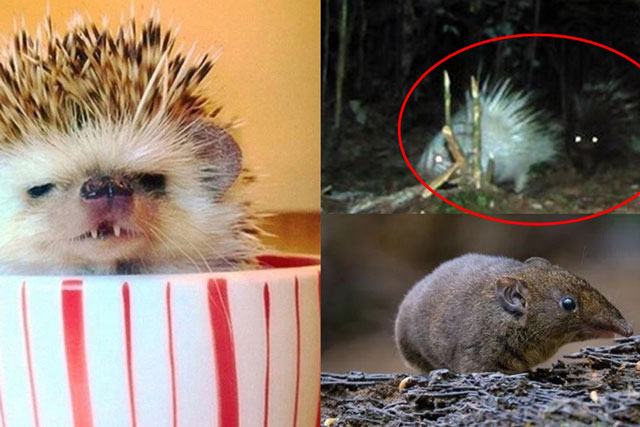 Việt Nam phát hiện loài động vật mới có ngoại hình độc nhất vô nhị, là ‘hậu duệ’ của ma cà rồng