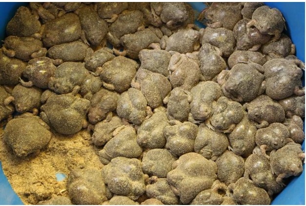 Món đặc sản có hình thức gây 'rùng mình' của người Lào, Việt Nam và Thái Lan, thực khách nhận xét: 'Cho tiền cũng chưa dám ăn'