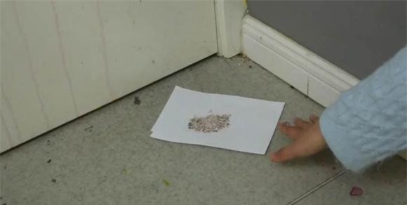 vo-trung (1).jpeg 3 vỏ trứng gà, đuổi côn trùng, kiến, mẹo hay