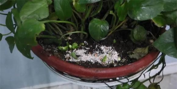 vo-trung (1).jpeg 4 vỏ trứng gà, đuổi côn trùng, kiến, mẹo hay