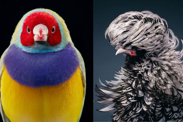 Top 8 loài chim có vẻ đẹp siêu thực, con cuối cùng nhìn cực 'sành điệu' khiến ai cũng cười ngả nghiêng