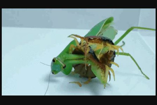 Clip: Bọ ngựa tử chiến kịch liệt với rết độc, cái kết không tưởng khiến nhiều người bất ngờ