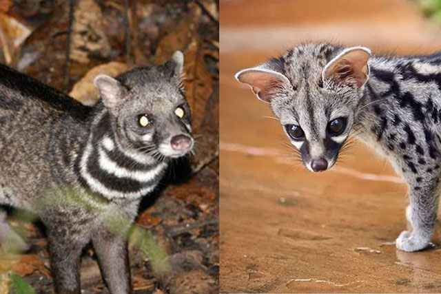 Việt Nam sở hữu loài thú tiết ra hương liệu quý như vàng ở gần hậu môn, nhắc đến tên ai cũng biết