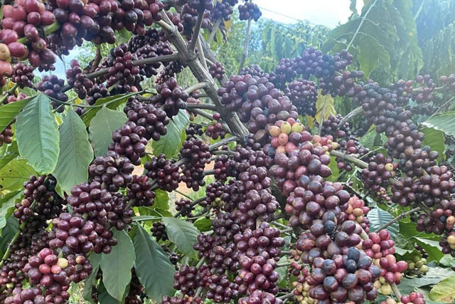 Giá nông sản ngày 7/1/2024: Cà phê giảm nhẹ, hồ tiêu tăng mạnh