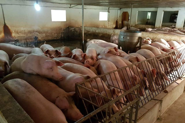 Gi&#xE1; heo h&#x1A1;i h&#xF4;m nay 7/1/2024: Bi&#x1EBF;n &#x111;&#x1ED9;ng 1.000 - 2.000 &#x111;&#x1ED3;ng/kg