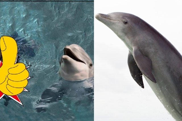 Phát hiện con cá heo có 'ngón tay cái' siêu hiếm ở vịnh Hy Lạp: Khác biệt hoàn toàn so với đồng loại