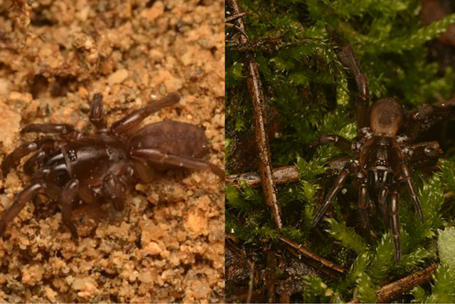 Lộ diện loài nhện bị ‘thất lạc’ suốt 92 năm, thu hút bạn tình bằng vũ đạo độc nhất vô nhị