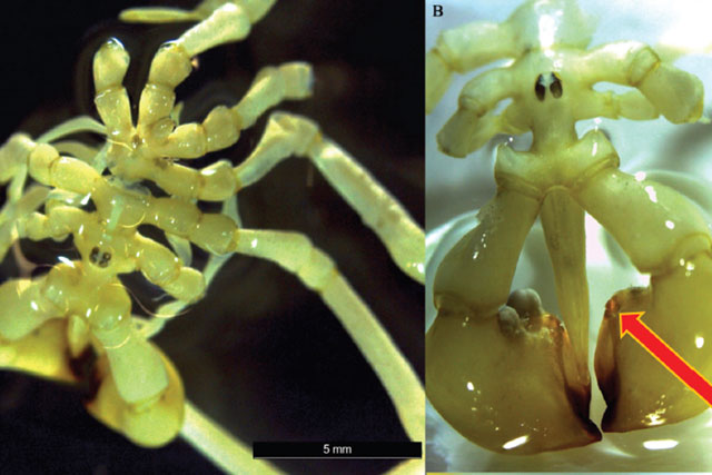 Khám phá loài nhện trông như 'bộ xương khô', sống dưới đáy biển sâu 570 mét