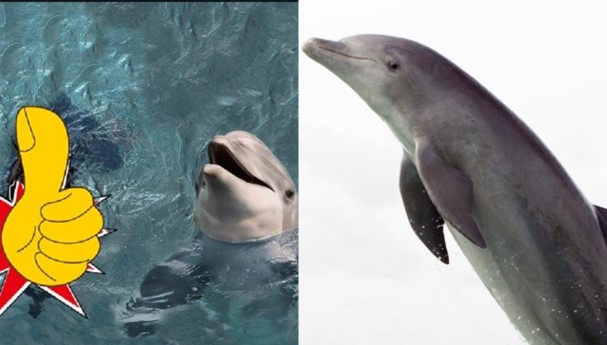 Ph&#xE1;t hi&#x1EC7;n h&#x1ED9;p s&#x1ECD; kh&#x1ED5;ng l&#x1ED3; c&#x1EE7;a &#x27;qu&#xE1;i v&#x1EAD;t bi&#x1EC3;n&#x27; k&#x1EF3; d&#x1ECB; 150 tri&#x1EC7;u n&#x103;m tu&#x1ED5;i tr&#xEA;n v&#xE1;ch &#x111;&#xE1;