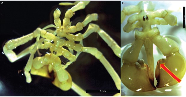 Khám phá loài nhện trông như 'bộ xương khô', sống dưới đáy biển sâu 570 mét