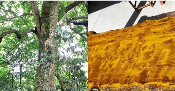 Cây trinh nam 1.300 năm tuổi vẫn xanh tốt, từng được dùng làm vật liệu để xây dựng Tử Cấm Thành