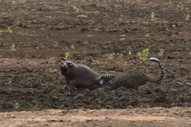 CLIP: Báo hoa mai liều lĩnh săn hà mã con