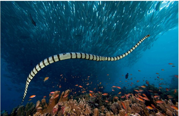 Khoảng 20 ngày nữa hoa đào sẽ nở, những con giáp vướng bận tình duyên sẽ gặp được một nửa của mình