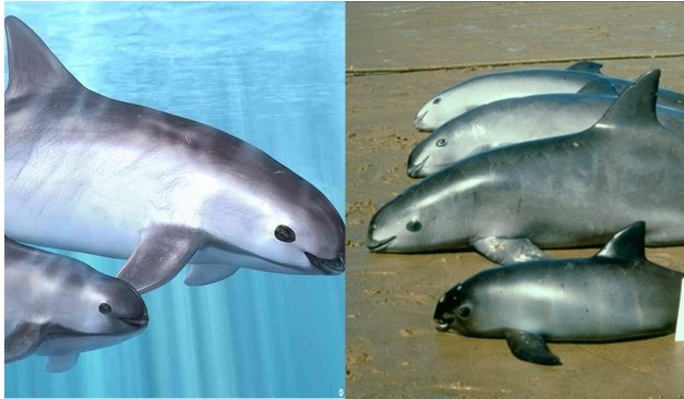 Loài cá biển hiếm nhất thế giới sắp tuyệt chủng: Chỉ còn đúng 10 con trong tự nhiên