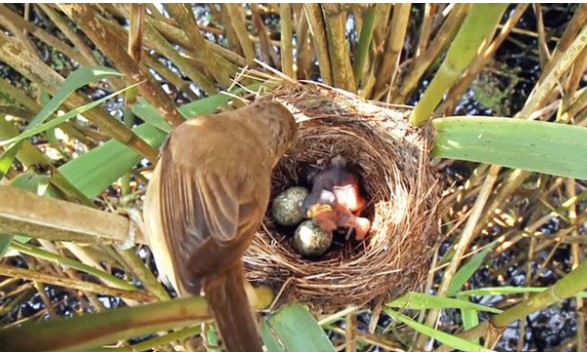Thông tin về loài chim tàn độc, lưu manh nhất Việt Nam: Bà mẹ bạc tình và đứa con sát thủ