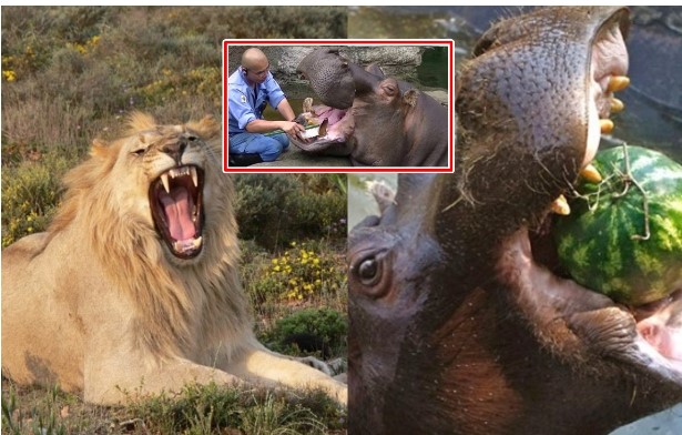 Loài động vật ăn cỏ có sức cắn mạnh nhất thế giới: Vẻ ngoài khù khờ lại có thể ngoạm đứt đôi con người chỉ với 1 cú đớp