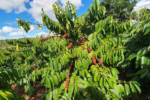 Giá nông sản ngày 8/1/2024: Cà phê tăng, hồ tiêu đạt 83.000 đồng/kg