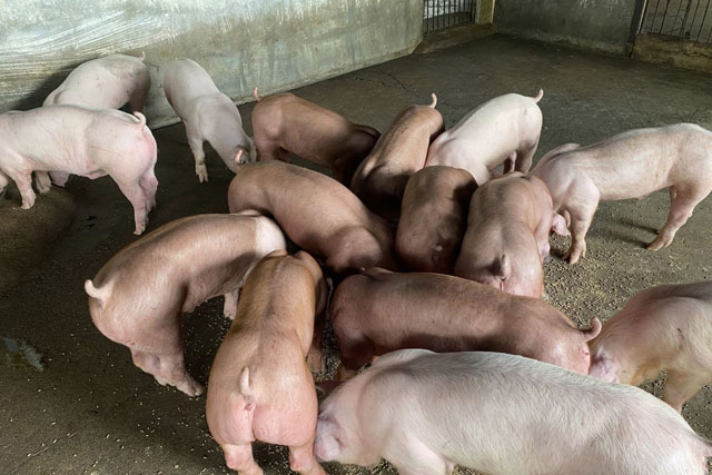 Giá heo hơi hôm nay 8/1/2024: Cao nhất đạt 52.000 đồng/kg