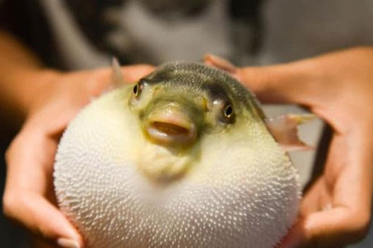 Đó là loài cá 'độc nhất', nhiều người không dám ăn, nhưng người Nhật lại yêu thích đến không thể kìm chế!