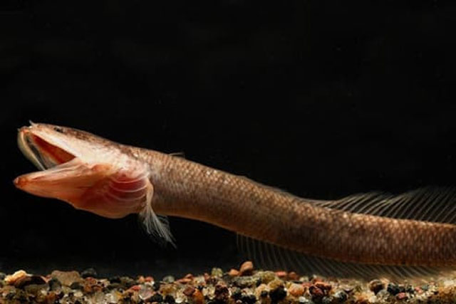 Các nhà khoa học tìm thấy loài cá dưới lòng đất kỳ lạ ở Ấn Độ