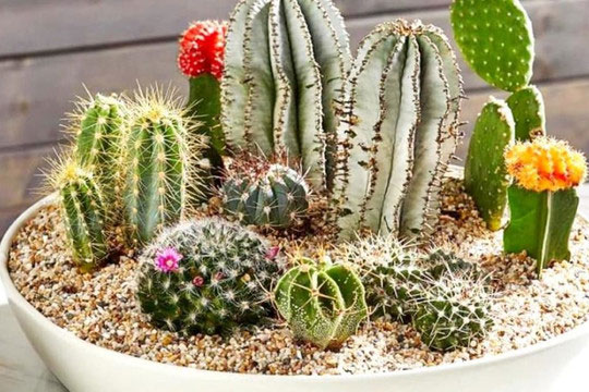 Loại cây là 'khắc tinh' của Thần Tài, chớ để trong nhà kẻo tài lộc hư hao, vợ chồng dễ xảy ra rạn nứt