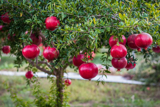 5 loại cây nên trồng trước cửa nhà giúp gia chủ làm ăn phát đạt, ngày càng giàu có
