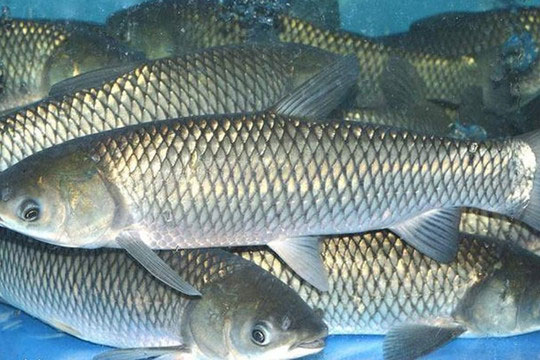 Chuyên gia dinh dưỡng: Bốn loại cá nước ngọt rất giàu chất dinh dưỡng, mẹ thường xuyên cho con ăn giúp cao lớn, thông minh hơn