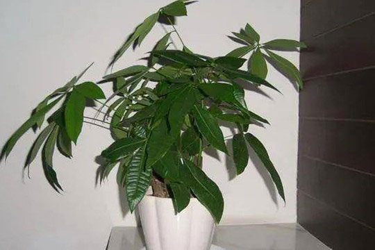 Đặt cây tài lộc ở những vị trí này trong nhà, không những không thu hút được của cải mà còn khiến gia chủ nghèo đi