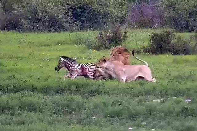 CLIP: Vợ chồng sư tử đồng tâm hiệp lực, đoạt mạng ngựa vằn con trong nháy mắt