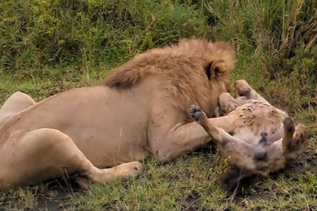 CLIP: Đang ‘say giấc nồng’, linh cẩu bỗng nhiên bị đoạt mạng bởi kẻ săn mồi đáng sợ bậc nhất châu Phi