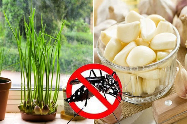 7 cách đuổi muỗi hiệu quả bằng loại nguyên liệu nhà nào cũng có
