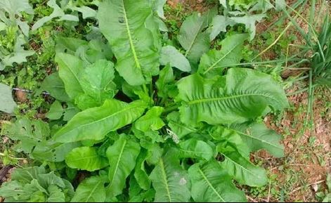 3 loại cỏ dại là 'thù của nhà nông' lại có lợi cho sức khỏe: Tốt không kém nhân sâm nếu biết cách sử dụng